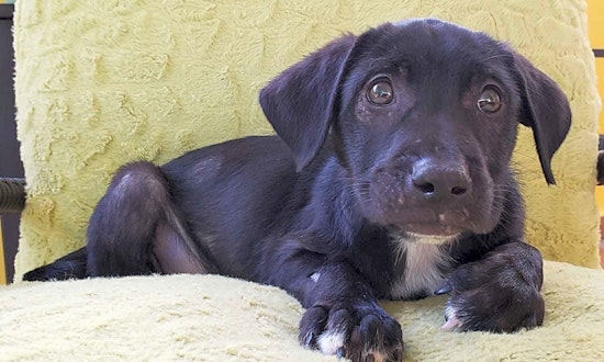 Want to adopt a pet? Here are 3 perfect puppies to adopt now in New York City