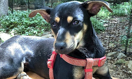 7 cuddly canines to adopt now in Durham