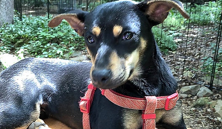 7 cuddly canines to adopt now in Durham