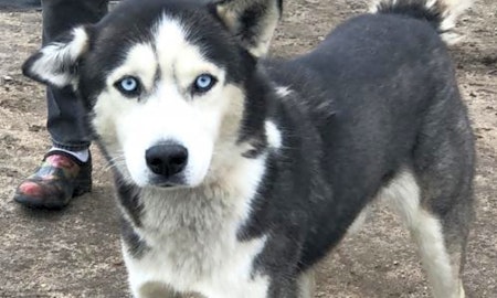 5 lovable dogs to adopt now in Washington