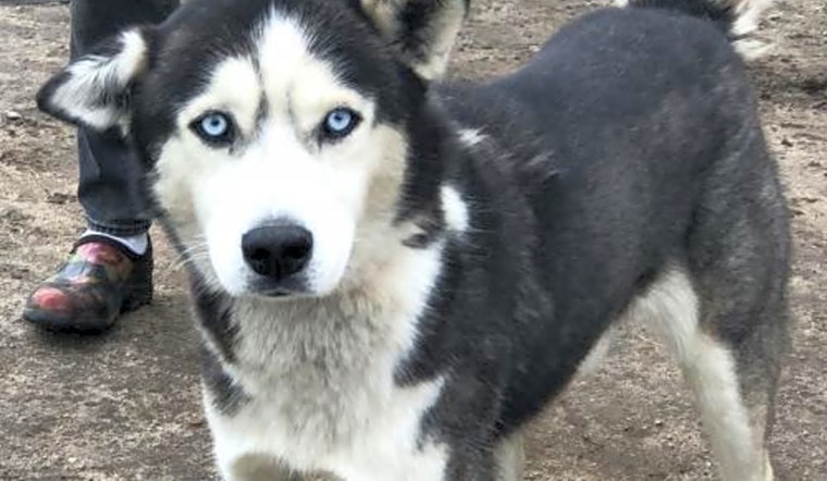 5 lovable dogs to adopt now in Washington