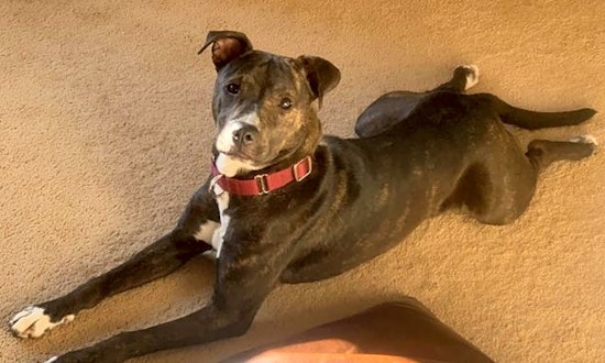 Looking to adopt a pet? Here are 3 delightful doggies to adopt now in Raleigh