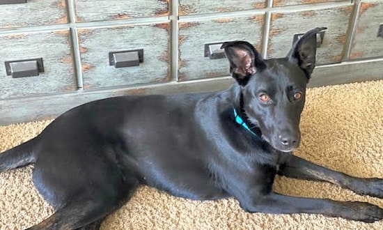 6 lovable pups to adopt now in Indianapolis