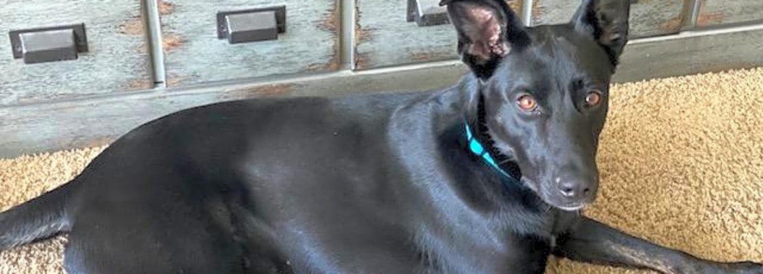 6 lovable pups to adopt now in Indianapolis