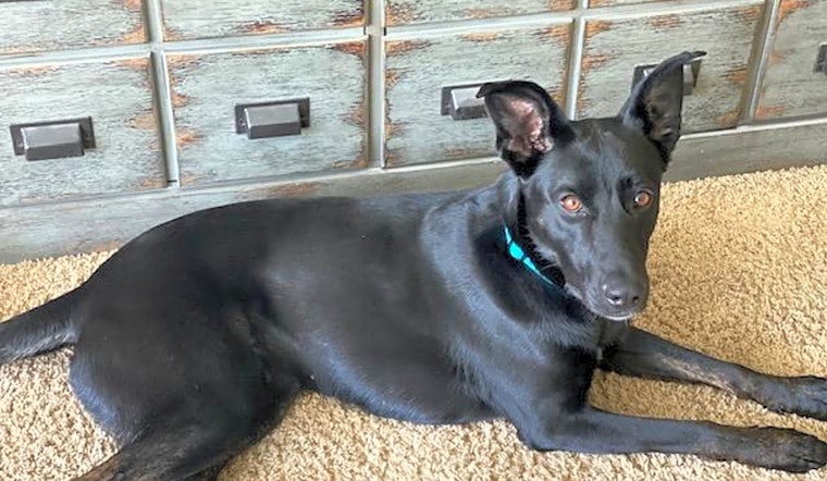 6 lovable pups to adopt now in Indianapolis