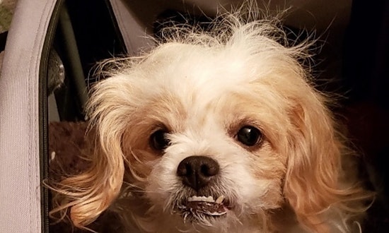 Want to adopt a pet? Here are 7 lovable pups to adopt now in Baltimore