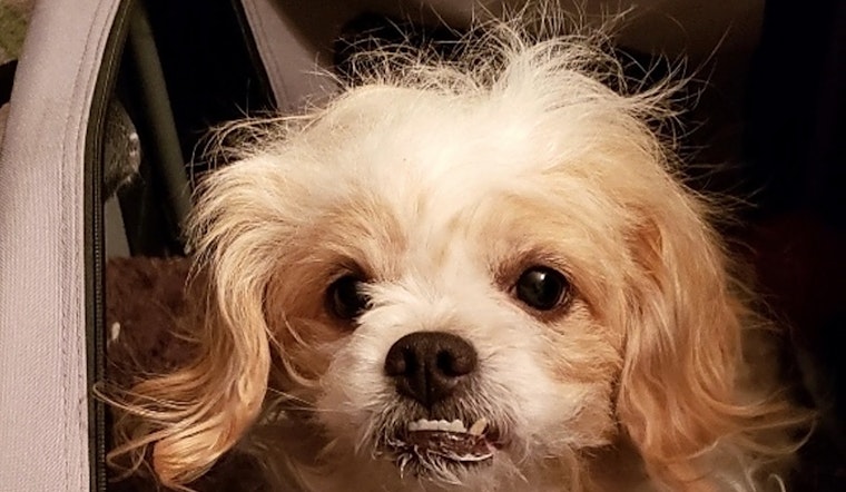 Want to adopt a pet? Here are 7 lovable pups to adopt now in Baltimore