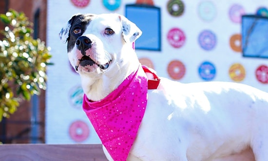 These Charlotte-based dogs are up for adoption and in need of a good home