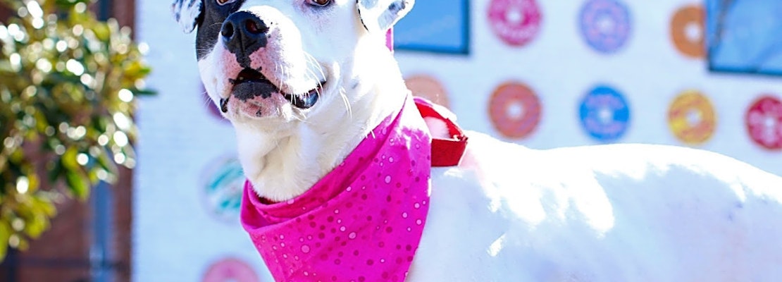 These Charlotte-based dogs are up for adoption and in need of a good home