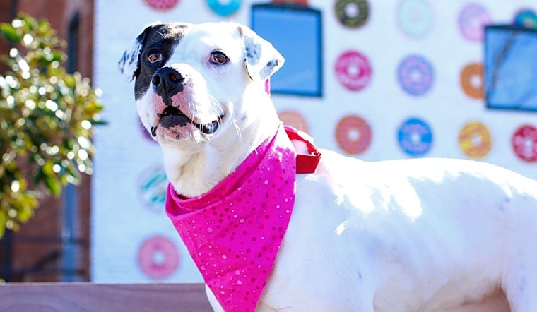 These Charlotte-based dogs are up for adoption and in need of a good home
