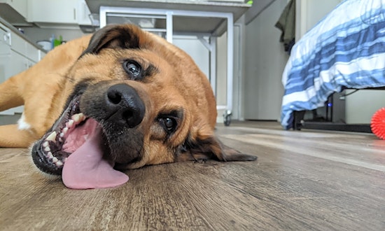 These Minneapolis-based pups are up for adoption and in need of a good home