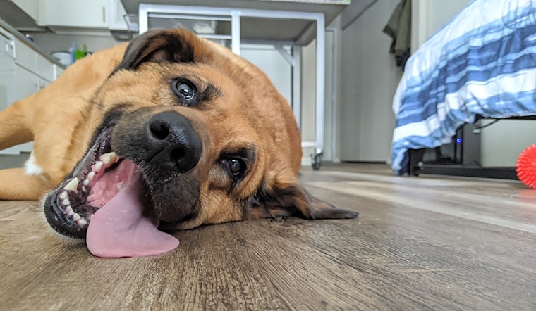 These Minneapolis-based pups are up for adoption and in need of a good home