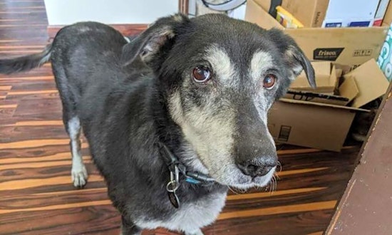 4 lovable pups to adopt now in Pittsburgh