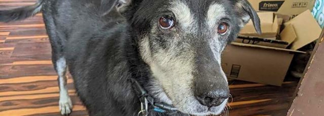 4 lovable pups to adopt now in Pittsburgh