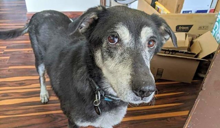 4 lovable pups to adopt now in Pittsburgh