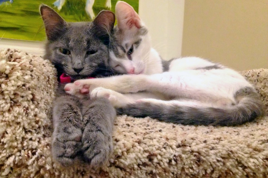 The 3 best pet stores in Baltimore