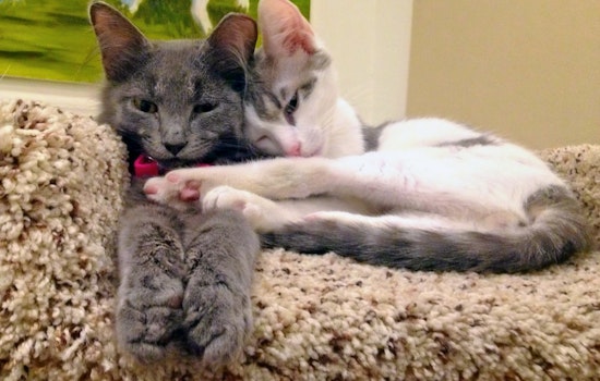 The 3 best pet stores in Baltimore