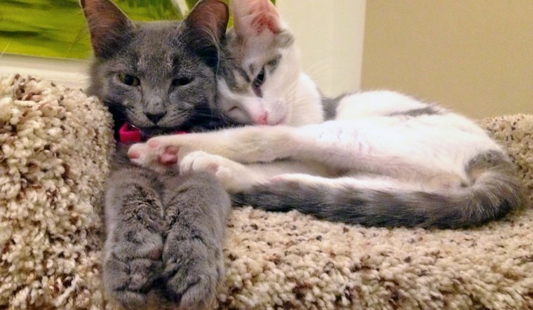 The 3 best pet stores in Baltimore