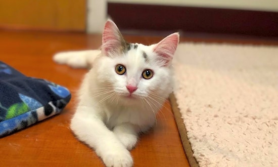 4 cuddly kittens to adopt now in Chicago