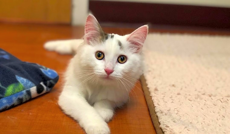 4 cuddly kittens to adopt now in Chicago