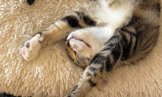 4 cute-as-can-be kittens to adopt now in Philadelphia