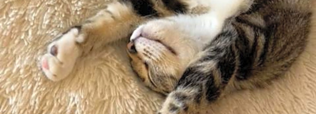 4 cute-as-can-be kittens to adopt now in Philadelphia