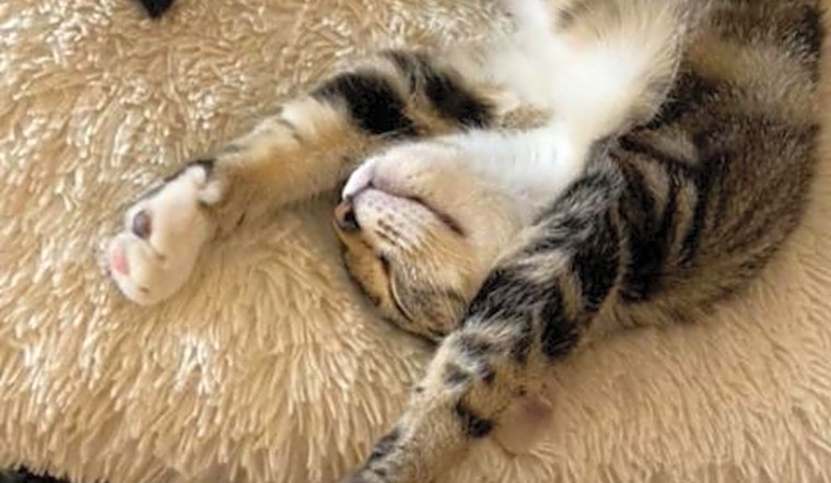 4 cute-as-can-be kittens to adopt now in Philadelphia
