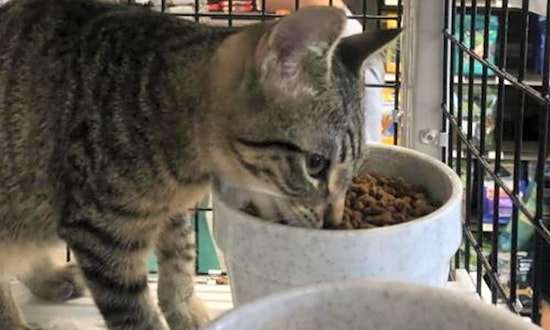 These Orlando-based kittens are up for adoption and in need of a good home