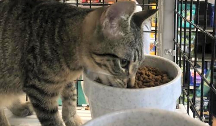 These Orlando-based kittens are up for adoption and in need of a good home