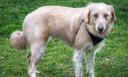 These Nashville-based dogs are up for adoption and in need of a good home