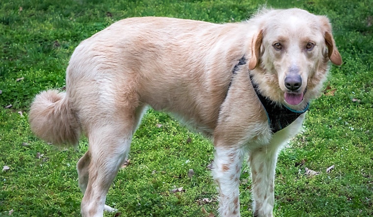 These Nashville-based dogs are up for adoption and in need of a good home
