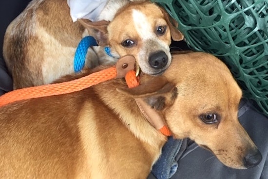 These Austin-based canines are up for adoption and in need of a good home