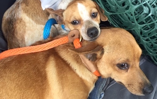These Austin-based canines are up for adoption and in need of a good home