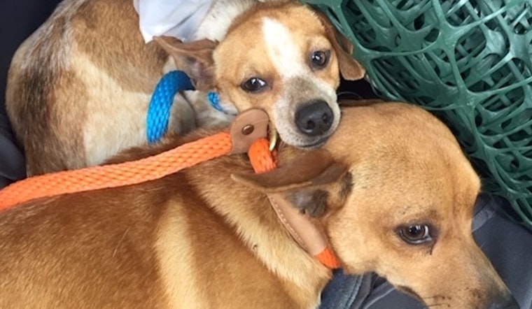 These Austin-based canines are up for adoption and in need of a good home