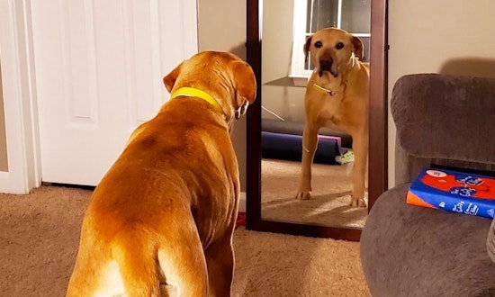 Always wanted a pet? Here are 6 delightful dogs to adopt now in Denver