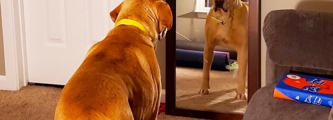 Always wanted a pet? Here are 6 delightful dogs to adopt now in Denver