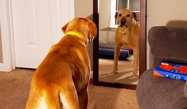 Always wanted a pet? Here are 6 delightful dogs to adopt now in Denver