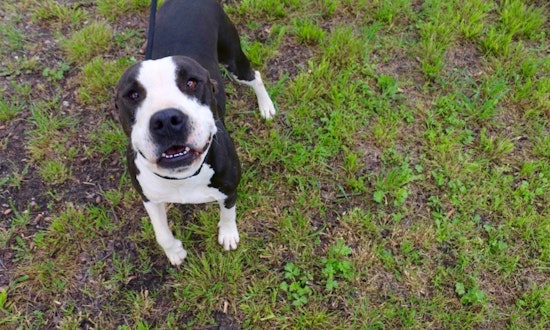 6 darling dogs ready to adopt now in Dallas