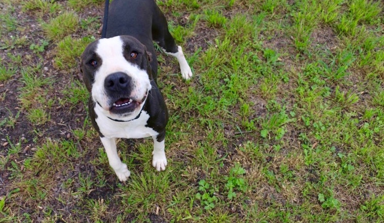 6 darling dogs ready to adopt now in Dallas