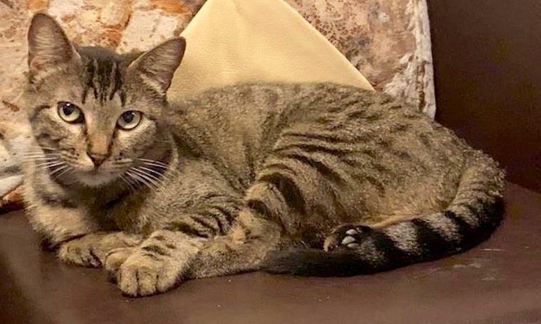 These snuggly Fort Worth-based cats are up for adoption and in need of good homes