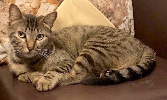 These snuggly Fort Worth-based cats are up for adoption and in need of good homes