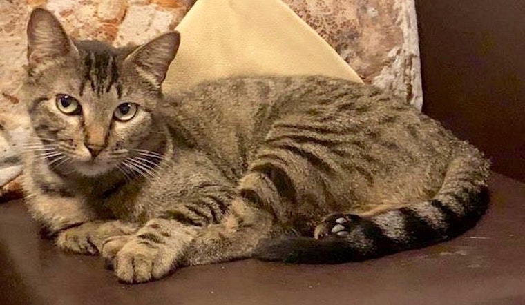 These snuggly Fort Worth-based cats are up for adoption and in need of good homes