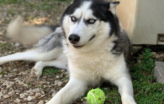 4 lovable pups to adopt now in St. Louis