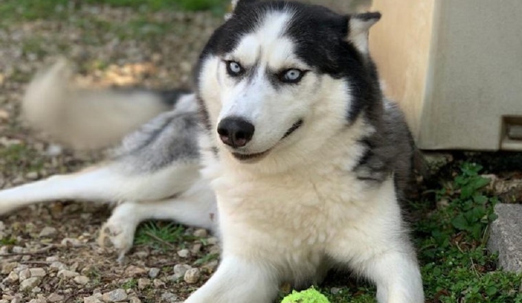 4 lovable pups to adopt now in St. Louis
