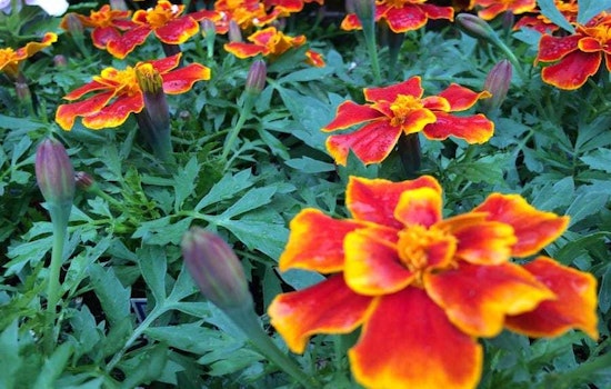 The 3 best plant nurseries in Baltimore