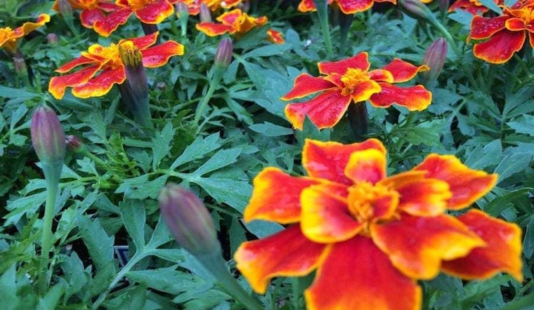 The 3 best plant nurseries in Baltimore
