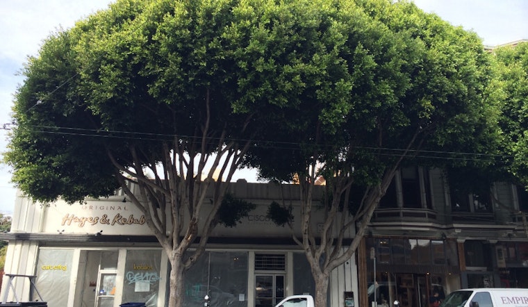 Despite Pushback, Trees At 580 Hayes Street To Be Removed
