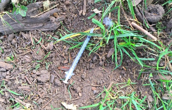 Neighbors Concerned Over Hypodermic Needles Littering Alamo Square