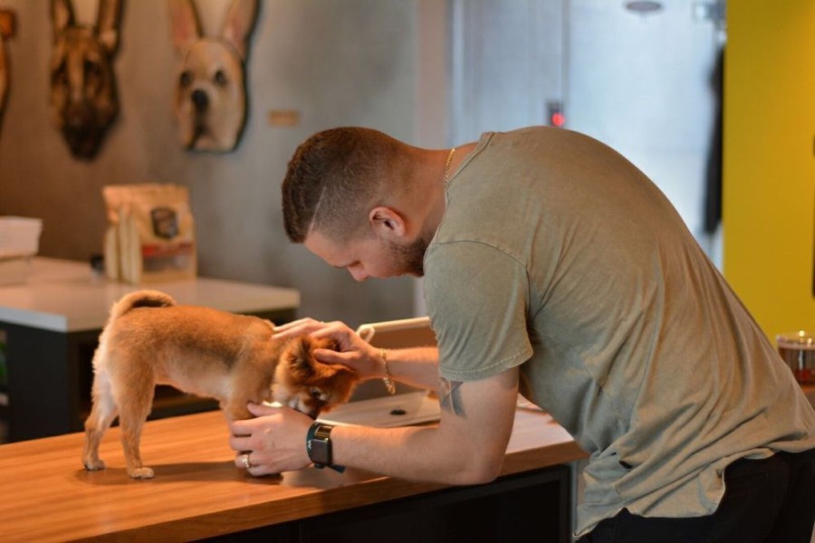 Miami's top 4 pet stores, ranked