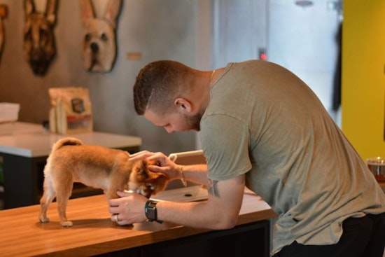 Miami's top 4 pet stores, ranked